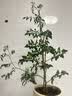 南孚7号电池16粒 七号碱性 聚能环5代 适用遥控器/体脂秤/血压计/计算器/无线鼠标/耳温枪/血糖仪等 实拍图