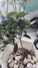 桂花树苗盆栽室内四季桂花卉植物金桂丹桂庭院大树浓香型绿植开花 四季桂花高40cm左右【原土球发货】 实拍图