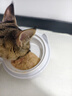 licheers猫碗陶瓷猫粮双碗斜口不黑下巴宠物幼猫咪吃饭食盆喝水喂食一体 实拍图