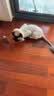 猫咪玩具电动小老鼠自嗨解闷斗逗猫棒仿真猫用品大全消耗体力好物 宠物玩具【发条小鼠】-深棕色 无规格 实拍图