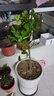 CHUANGSHIJI沙糖桔树苗南方北方种植橘子树苗柑桔果树果苗嫁接砂糖地栽盆栽 6年粗壮大苗 (死苗包补 带土球发死苗包补 81cm(含)-110cm(含) 实拍图