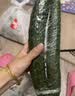 长黄瓜约600g 实拍图