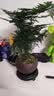 八芽文竹盆栽植物室内客厅中式禅意盆景好养绿植办公室摆件创意花卉 禅意盆文竹-含密胺托盘 带盆栽好 实拍图
