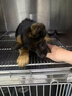 蒂瑞科纯种德牧幼犬弓背黑背德国牧羊犬活体大型狼狗猎犬宠物狗 血统级 实拍图