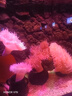 佳洁士3D炫白柠檬茶爽牙膏含氟清新口气170g京东自营新老包装混发 实拍图