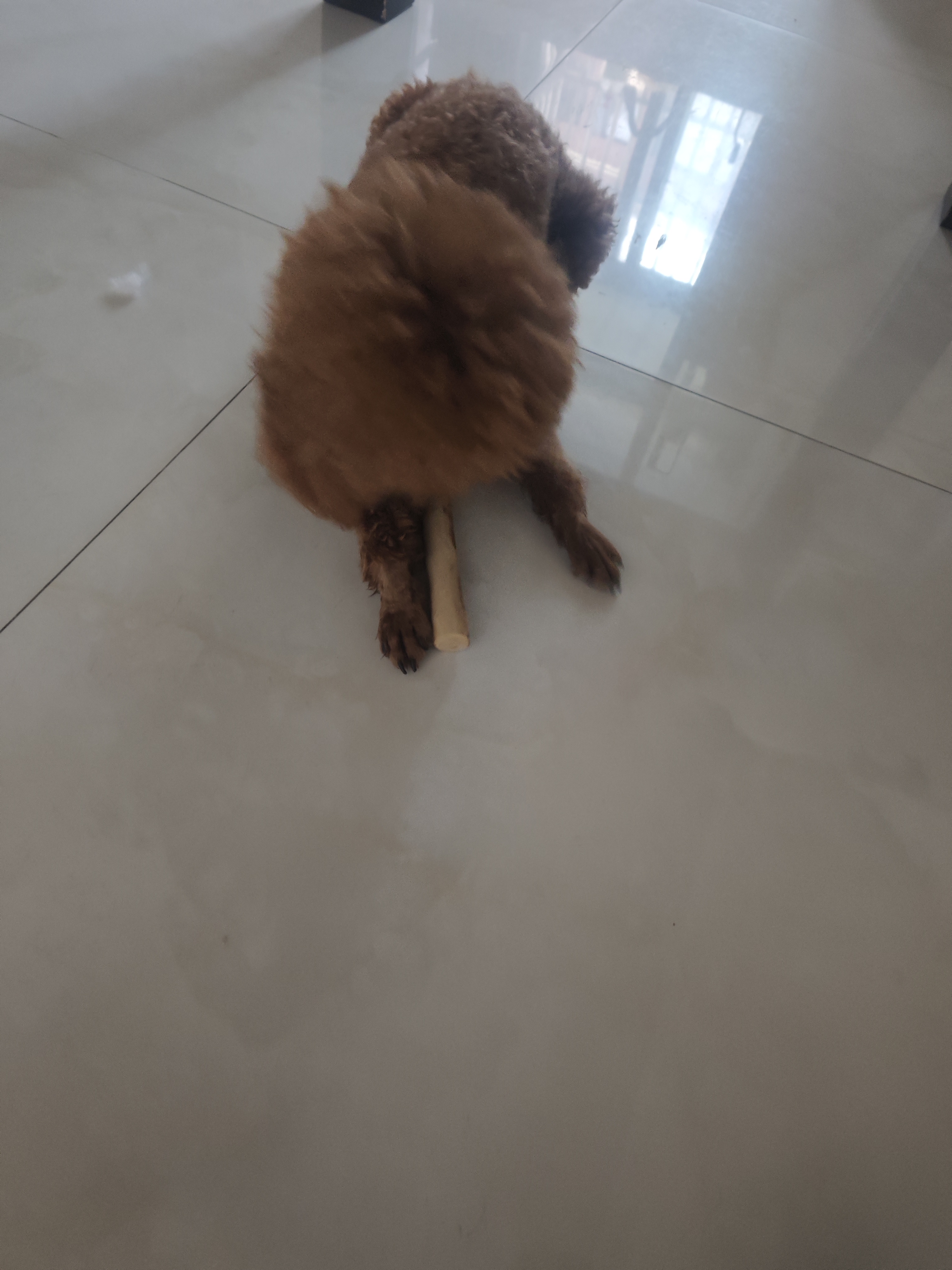 HELLOJOY咖啡木磨牙棒狗狗宠物玩具洁牙洁齿大中小型幼犬防拆家专用耐啃咬 实拍图