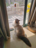 皇佳宠猫玩具猫咪电动悠悠球智能挂门自动升降逗猫棒自嗨解闷猫咪玩具 实拍图