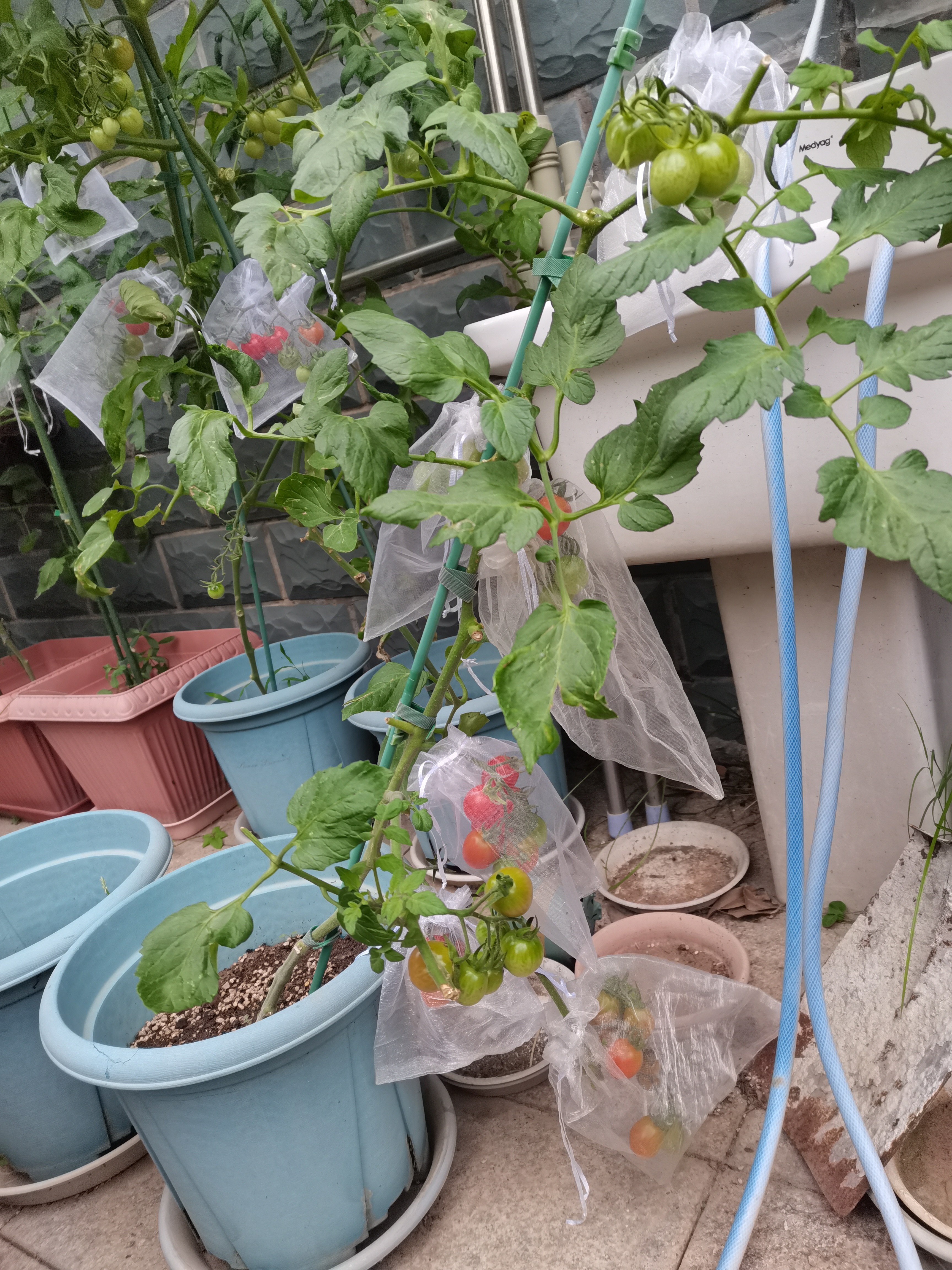 墨一【送货上门】爬藤架葡萄黄瓜豆角架种菜花支架庭院园艺花卉支撑杆 粗11mm长180cm10支 特大 实拍图