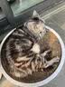 网易严选猫粮【推荐】全价猫粮 幼猫成猫主粮猫咪食品 一口9种肉 【4.0进阶款】原野禽肉口味 1.8kg*1袋 实拍图
