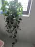 京东绿植绿萝盆栽除甲醛花卉绿植办公室新房净化空气160红1盆源头直发 实拍图