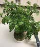 京云梦清香木盆栽防蚊虫驱蚊草绿植桌面盆景清香胡椒木水纹盆源头直发 实拍图