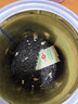 一杯香茶叶茉莉花茶飘雪横县250g2026新茶茉莉绿茶散装茗茶自己喝 实拍图