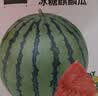 北蔬 冰糖麒麟西瓜种子种苗超甜脆四季水果种籽 冰糖麒麟瓜种子约50粒 实拍图