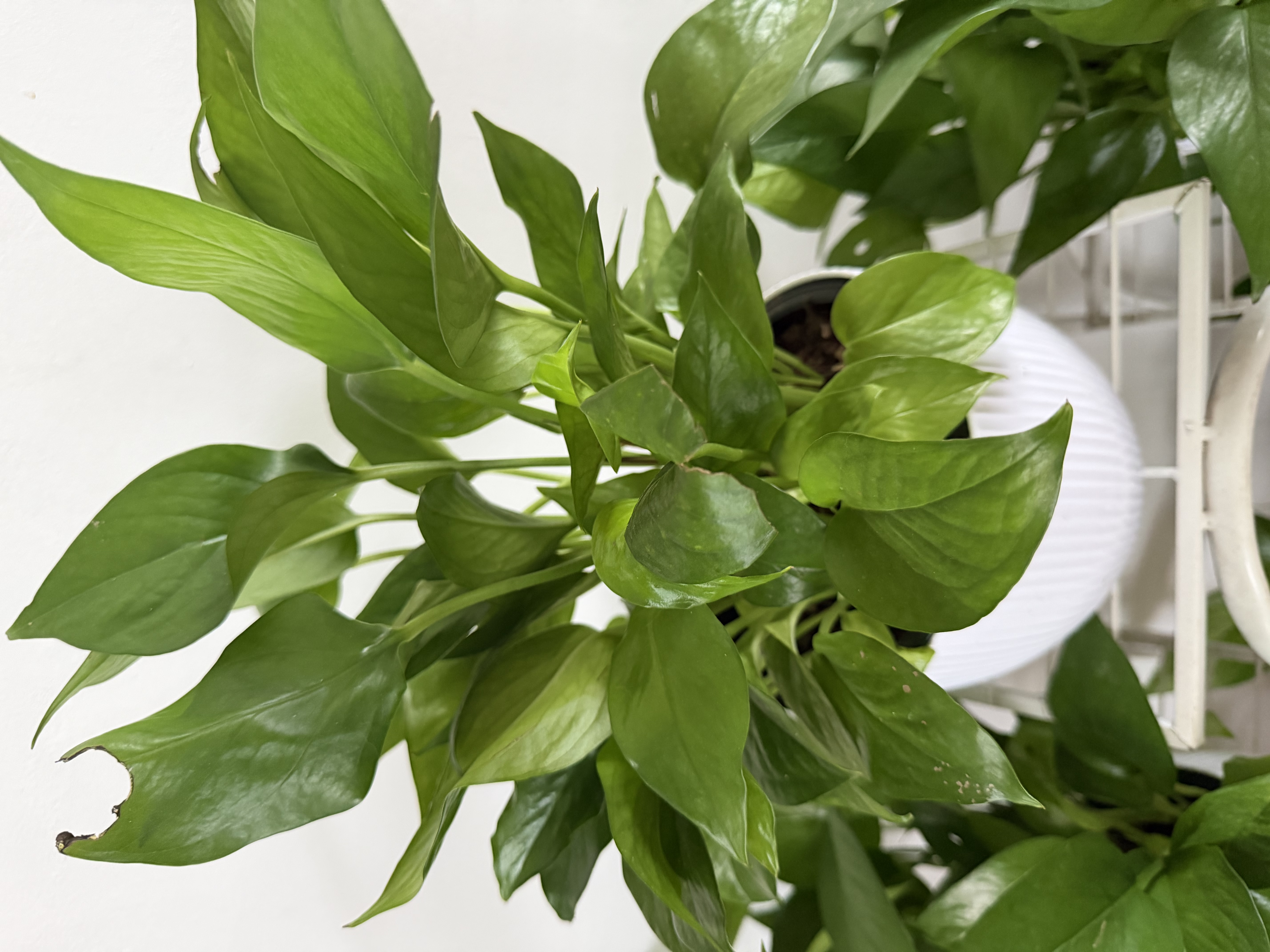京东绿植绿萝盆栽除甲醛花卉绿植办公室新房净化空气180罗马白3盆源头直 实拍图