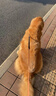 皇家狗粮老年成犬狗粮犬粮宠物大型犬SGR26全价犬粮≥5岁15KG 实拍图