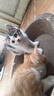 疯狂的主人 猫抓板窝特大号猫玩具猫爪板猫抓盆不掉屑猫窝碗形圆形瓦楞纸 实拍图