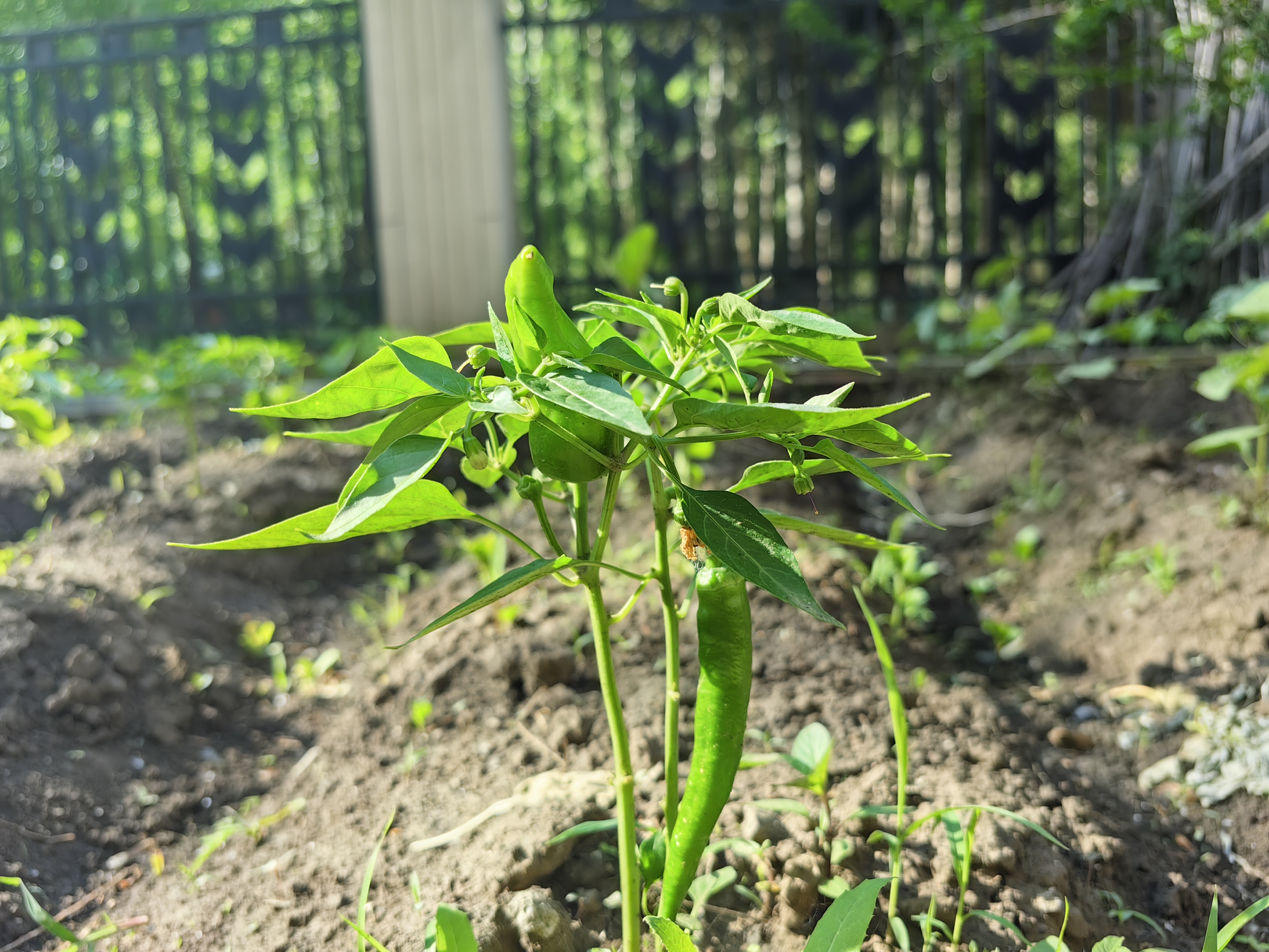京鲜生&听蔬 有机油菜1斤 上海青 有机认证无农残无激素 源头直发 实拍图