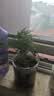 文竹盆栽绿植花卉盆景植物室内客厅水培文松云竹文竹大苗四季常青 小文竹【2棵更实惠】原土球发货 高度15-25cm 实拍图