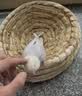 宠物草编鸟窝 通用油草窝蛋窝繁殖窝鸟巢窝稻草盆蛋盆 烟斗窝 晒单实拍图
