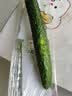 【水果菜】紫溪山嫩黄瓜约550g 实拍图