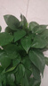 京东绿植绿萝盆栽除甲醛花卉绿植办公室新房净化空气180加仑4盆装源头直发 实拍图