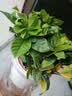 萌肉居易活盆栽花卉水培土培绿植桌面植物浓香型栀子花+早安盆源头直发 实拍图