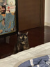 pidan混合豆腐猫砂 除臭结团经典款豆腐膨润土皮蛋猫砂2.4kg*8包 实拍图