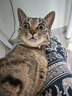 皇家成猫猫粮 营养均衡 F32 通用粮 1-7岁 2KG 实拍图