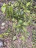 CHUANGSHIJI沙糖桔树苗南方北方种植橘子树苗柑桔果树果苗嫁接砂糖橘地栽盆栽 7年精选造型 (当年结果)带土球发 死苗包补 81cm(含)-110cm(含) 实拍图