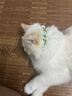 HELLOJOY猫咪驱虫项圈狗狗猫宠物狗猫圈除跳蚤猫猫幼猫小猫小狗体外去跳蚤 晒单实拍图