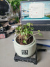 IAM City Farmer牵牛花种植盆栽小学生科学趣味diy科学手工实验植物观察窗10034 实拍图