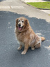 皇家狗粮 金毛成犬狗粮 犬粮 宠物大型犬 GR25 全价犬粮 ≥15月 12KG 实拍图