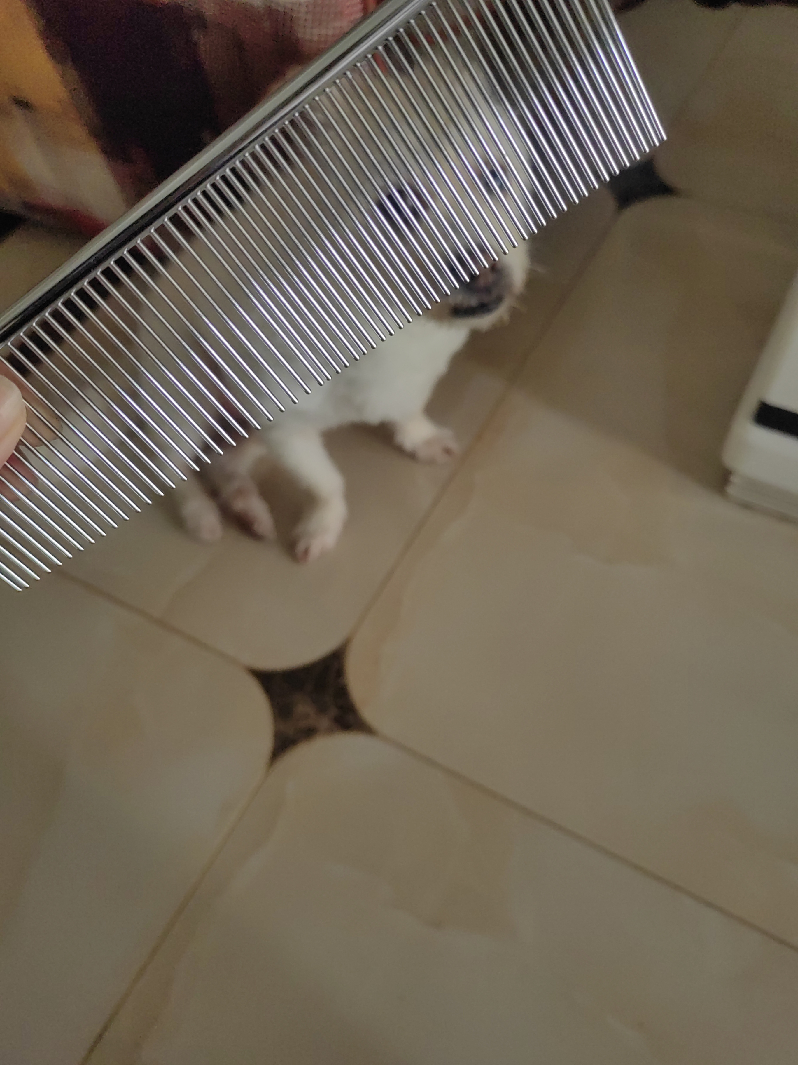 HELLOJOY宠物猫咪狗狗排梳猫梳子宠物去浮毛开结钢梳布偶长毛猫专用猫毛梳 实拍图