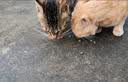 宝诺滋猫粮全价全期无谷猫粮成猫幼猫专用猫粮高蛋白鲜肉粮赠猫粮试用装 【限量抢购】试吃装50g*5袋 实拍图