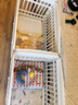 疯狂的主人宠物地垫狗狗猫咪餐垫子pvc狗笼垫防水防尿养狗专用围栏地毯防滑 实拍图