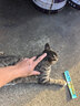 多特思猫零食猫条混合口味15g100支0添加0诱食剂防掉毛成幼猫咪鱼油罐头 实拍图
