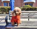 醇粹爱你狗粮 全价全犬种成犬 鸡肉牛肉双拼配方柯基金毛通用粮10kg 实拍图