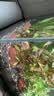 疯狂水草鱼缸水草植物直接入缸火山石鱼缸造景套餐20-40cm缸源头直发包邮a 实拍图