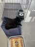 憨憨宠狗笼中小型犬狗笼子大猫笼带厕所加粗折叠宠物笼子柯基笼幼犬狗笼 加粗狗笼 银色 85*71*61cm 建议35斤内 带托盘式厕所+防卡脚垫片 实拍图