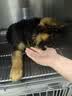 蒂瑞科纯种德牧幼犬弓背黑背德国牧羊犬活体大型狼狗猎犬宠物狗 血统级 实拍图