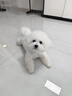 麦富迪狗粮 无谷牛肉双拼狗粮成犬 小型犬中大型犬通用10kg/20斤 实拍图