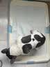 爱丽思（IRIS） 狗狗厕所便盆小型犬公狗厕所固定尿垫防撕咬中型泰迪狗尿盆大号 蓝色加大号可折叠 实拍图