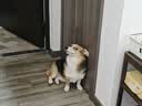 小米无线蓝牙双模鼠标2 舒适版 夜幕黑 无线蓝牙鼠标 轻音办公鼠标 适配小米笔记本电脑 台式机 实拍图