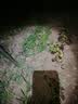 babycare婴儿牙胶手套式咬咬乐宝宝安抚牙胶硅胶玩具防吃手4月+ 恩特蓝 实拍图