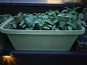 爱丽思（IRIS）种菜盆蔬菜种植箱塑料特大号阳台种菜专用箱神器户外花箱种花菜盆 热款 (70cm长)绿色 送隔网 实拍图