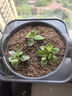 德沃多40L植物营养土通用园艺种菜养花蔬菜盆栽泥炭土壤阳台种植 实拍图