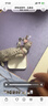 贵为（GiGwi）猫玩具炫律猎物刺猬仿真发声猫咪玩具逗猫棒老鼠逗猫棒宠物玩具 实拍图