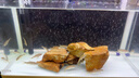 宠翰细菌屋滤材水族底滤石英纳米硝化细菌屋陶瓷环鱼缸净水过滤材料 实拍图