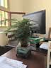 花翁文竹盆栽绿植物室内客厅中式禅意盆景办公室摆件高端花卉源头直发 实拍图