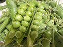 中鲜生 云南新鲜豌豆 甜豌豆新鲜蔬菜现摘豆角 净重4.5斤【好划算】鲜嫩饱满 实拍图